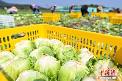 粤港澳大湾区“菜篮子”生产基地蔬菜产品稳定供港