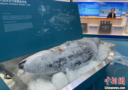 327公斤的蓝鳍金枪鱼等一批高端水产品在深圳渔博会落槌成交